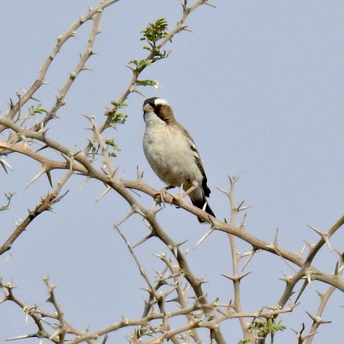 White-browed Sparrow-Weaver - ML622526659