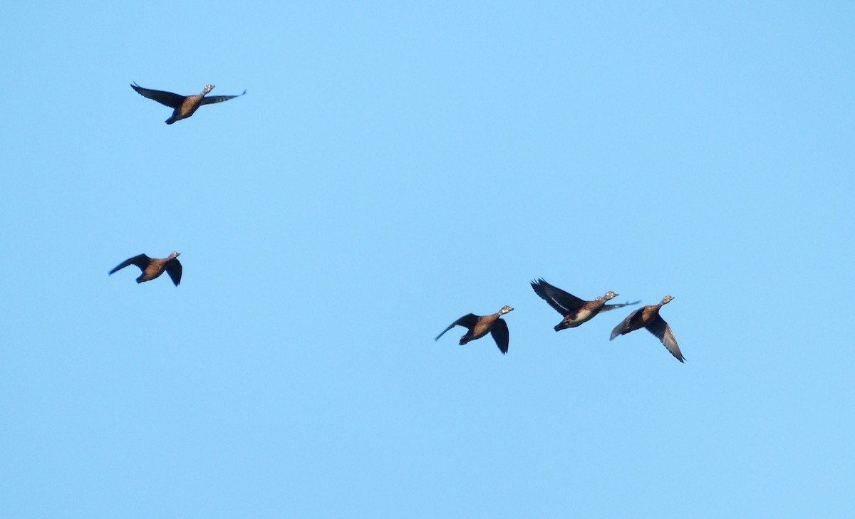 Wood Duck - ML622526709