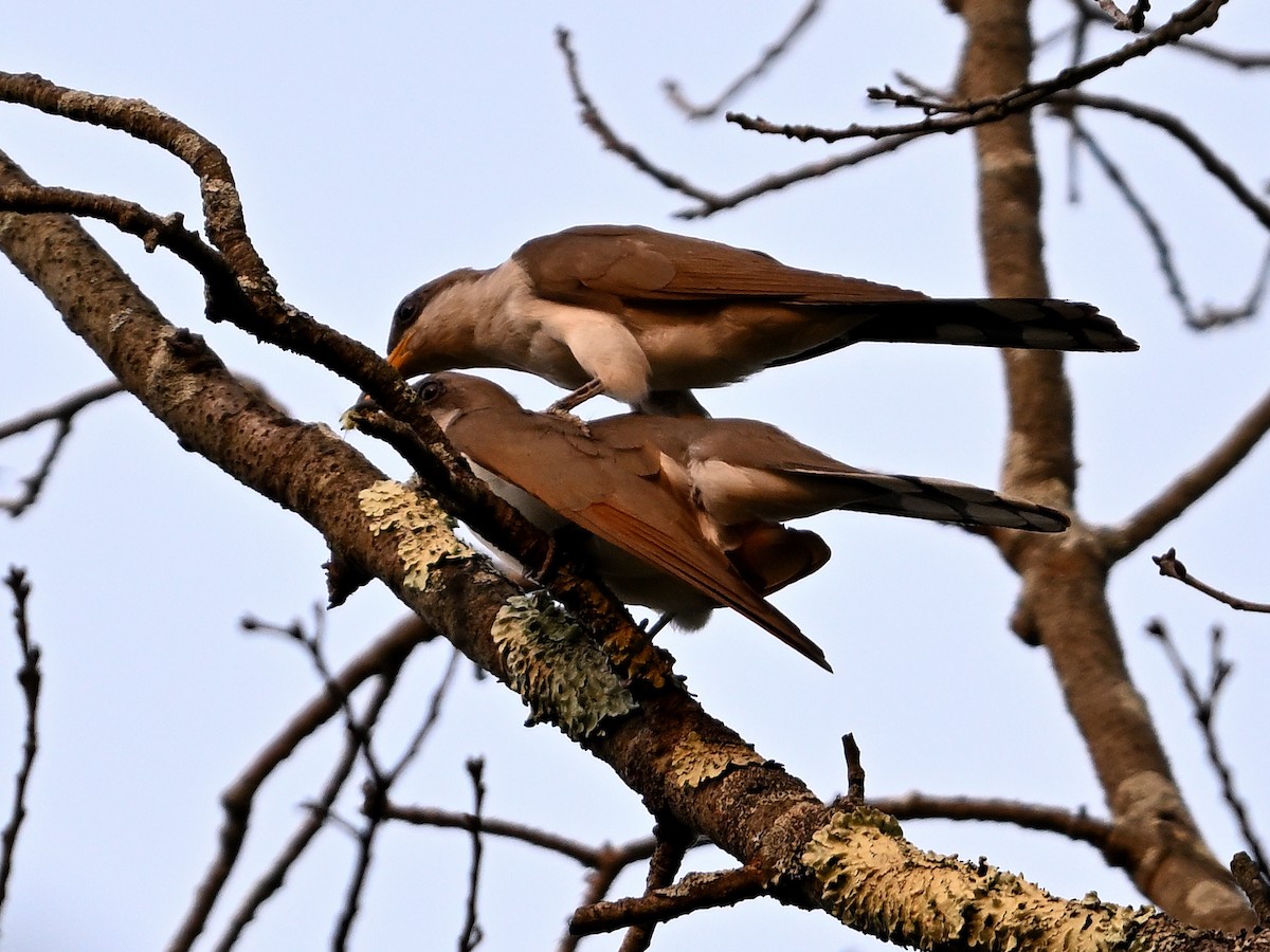 Yellow-billed Cuckoo - ML622526747