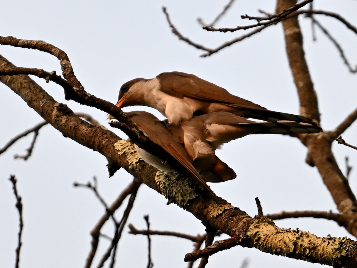 Yellow-billed Cuckoo - ML622526748