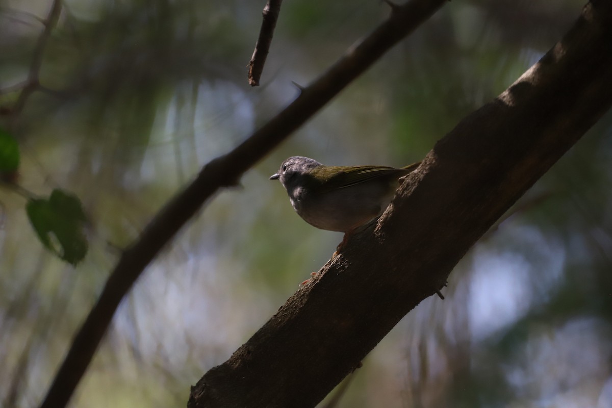 White-browed Warbler - ML622526766