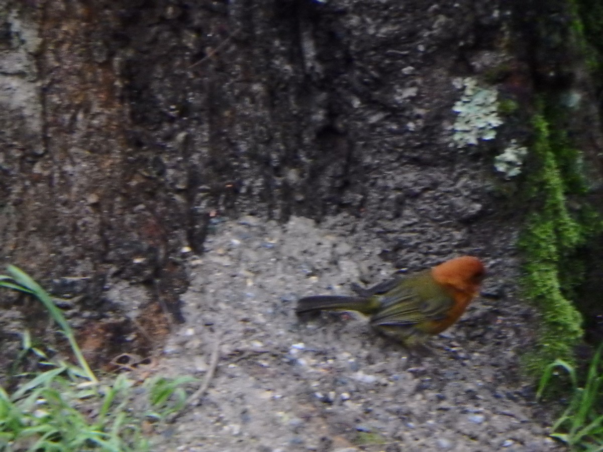 Ochre-breasted Brushfinch - ML622526776