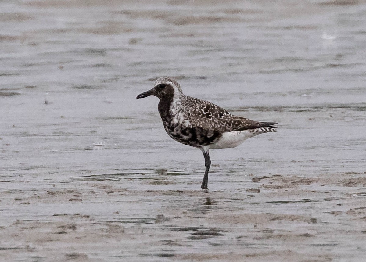 Black-bellied Plover - ML622526786