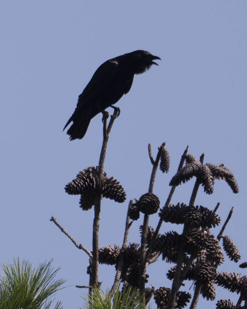 Fish Crow - ML622526955