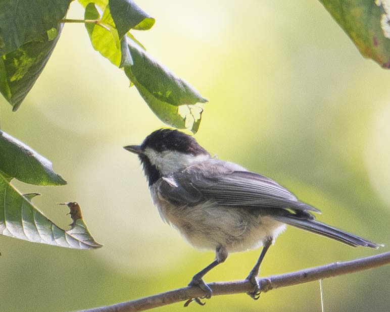Carolina Chickadee - ML622526957