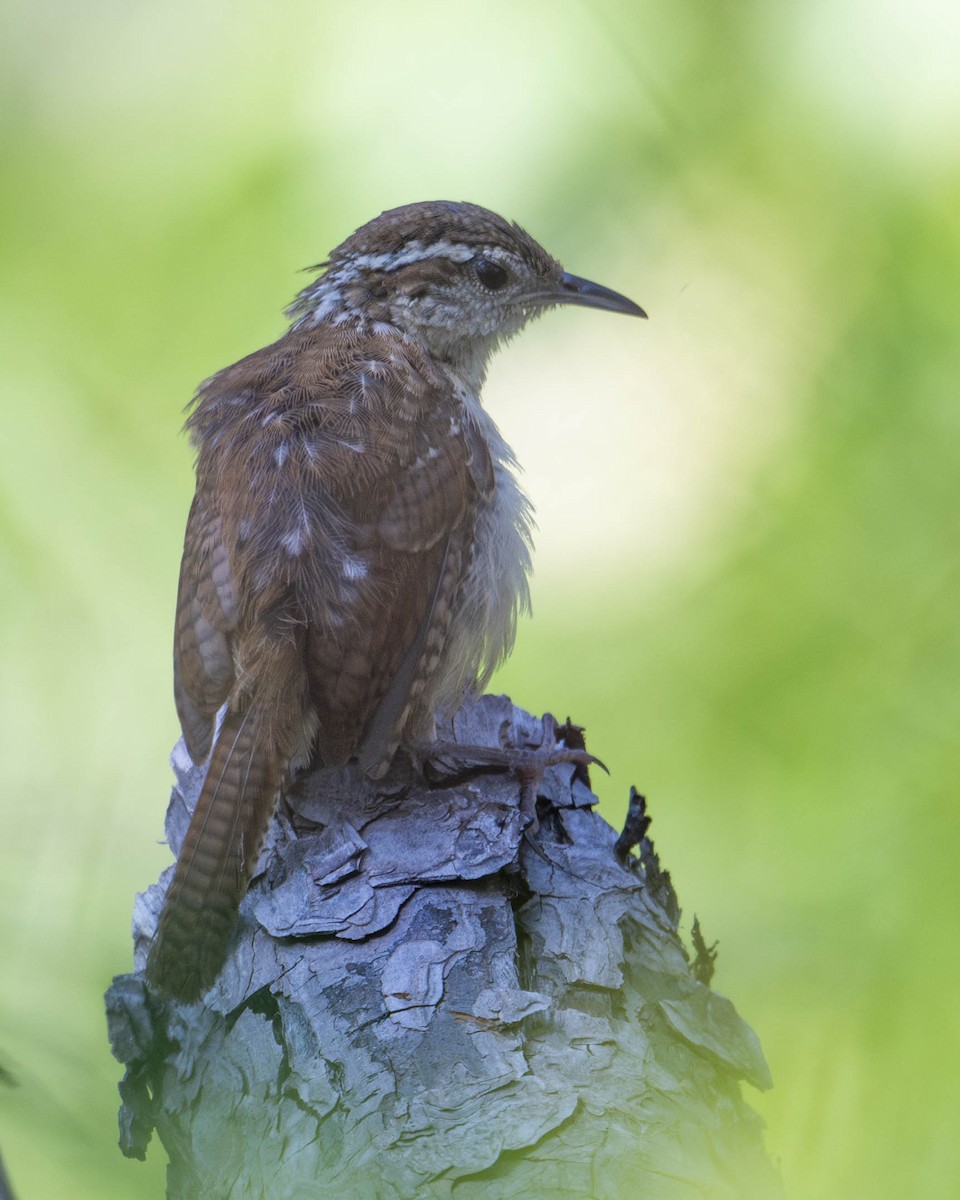 Carolina Wren - ML622526968