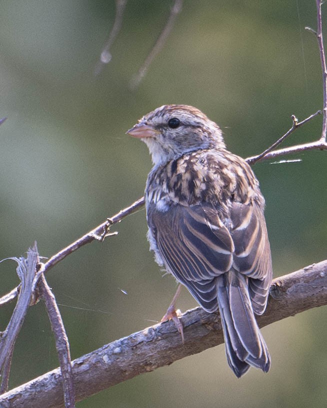 Chipping Sparrow - ML622526979