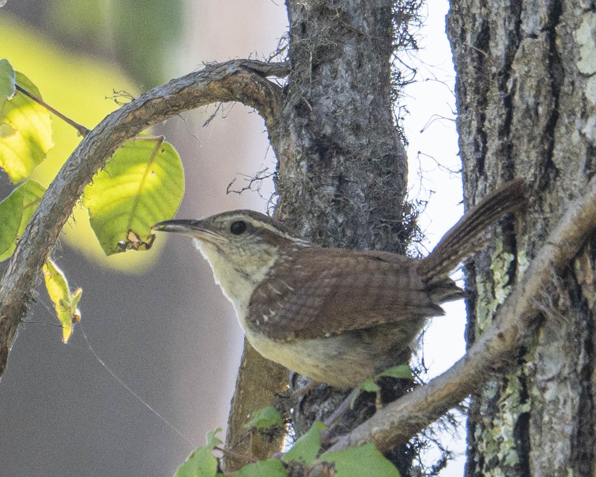 Carolina Wren - ML622526984