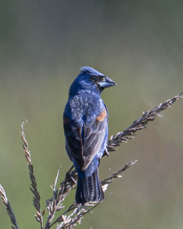 Blue Grosbeak - ML622526988