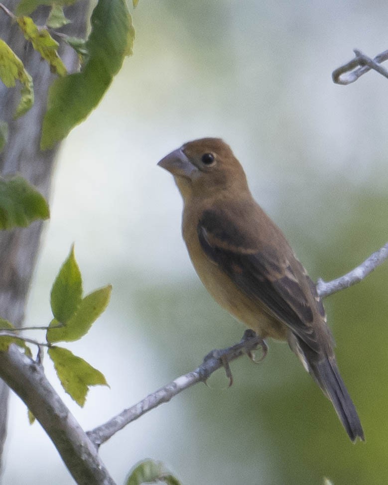Blue Grosbeak - ML622526995