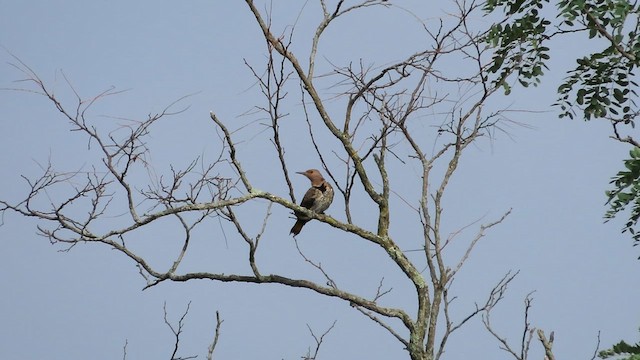 ハシボソキツツキ（auratus／luteus） - ML622527008