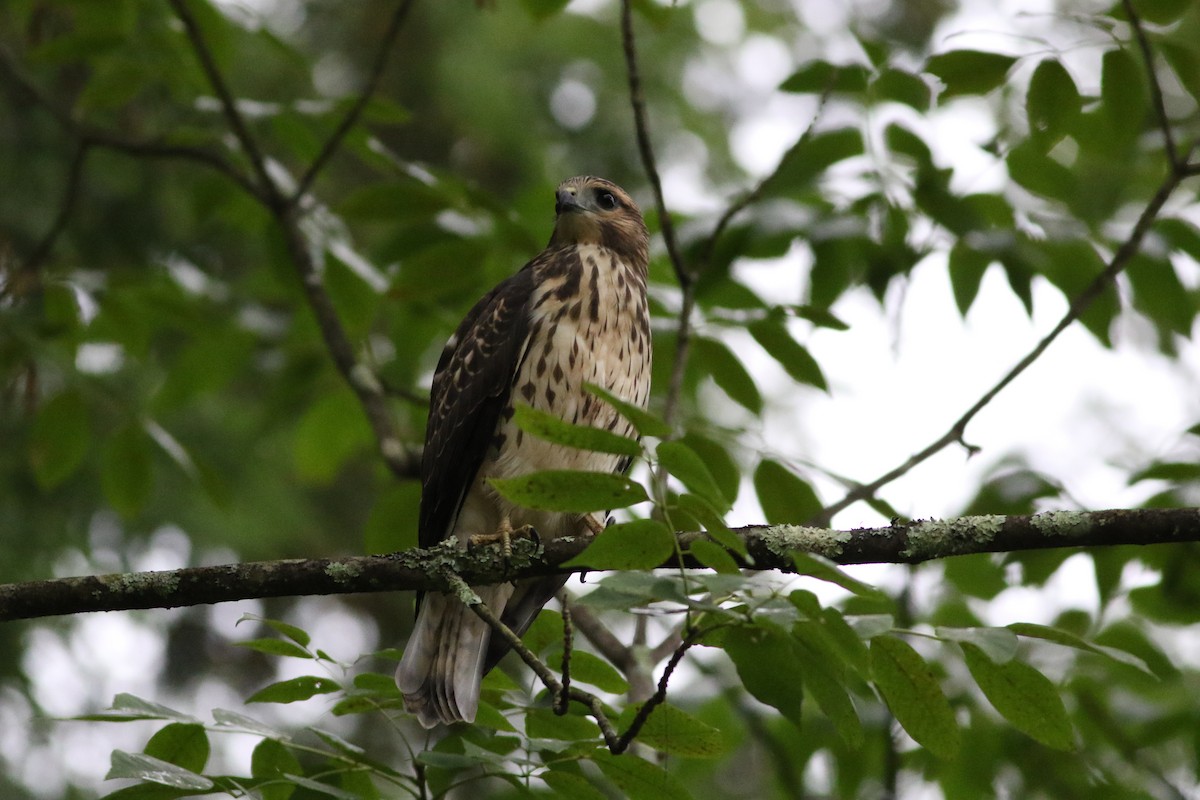 Broad-winged Hawk - ML622527011