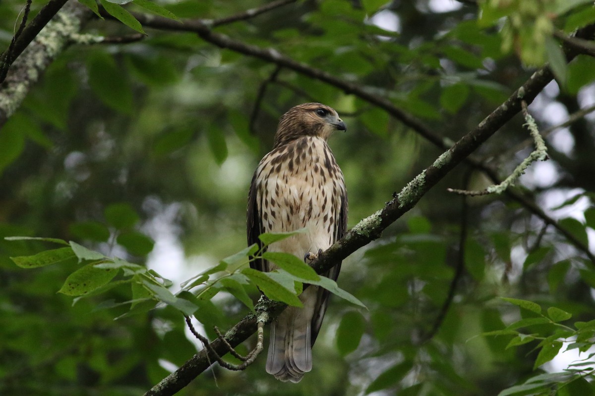 Broad-winged Hawk - ML622527014