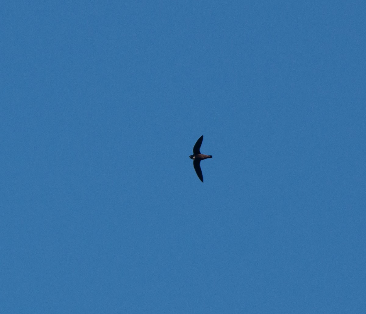 Biscutate Swift - ML622527069