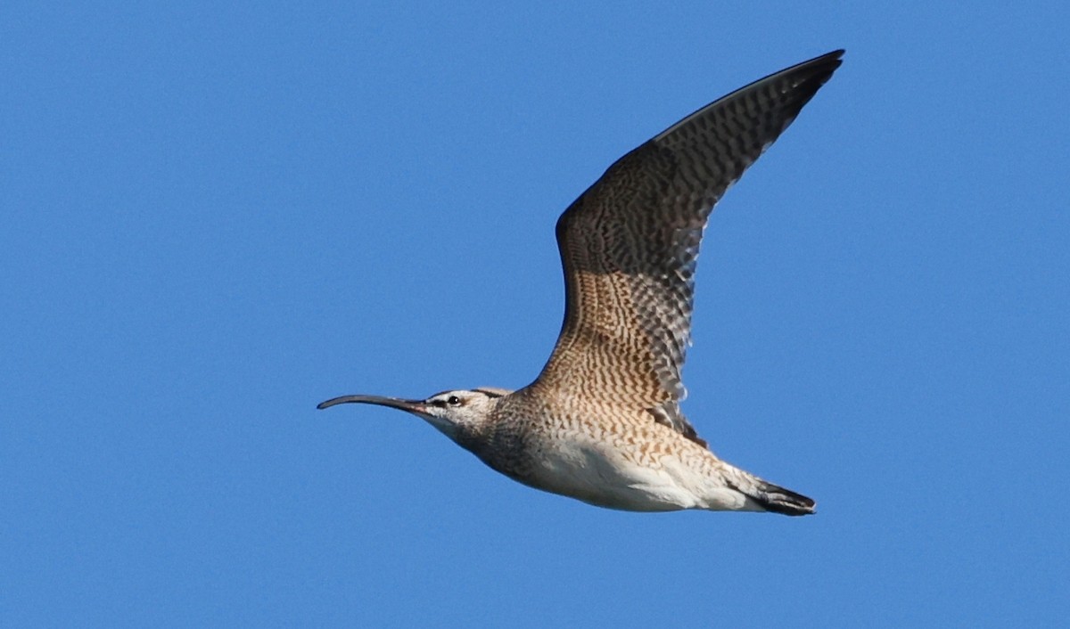 Whimbrel - ML622527078