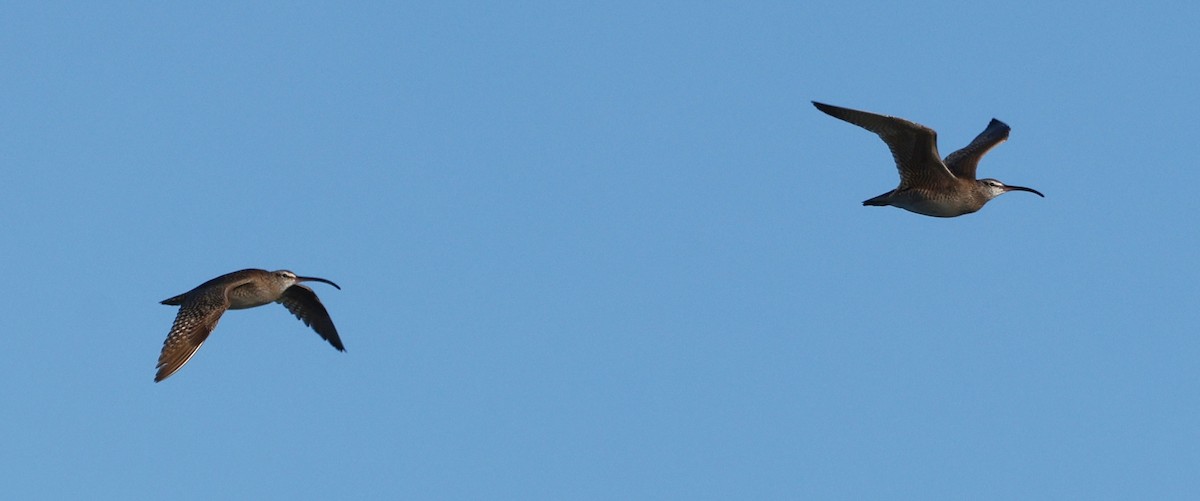 Whimbrel - Denis Tétreault