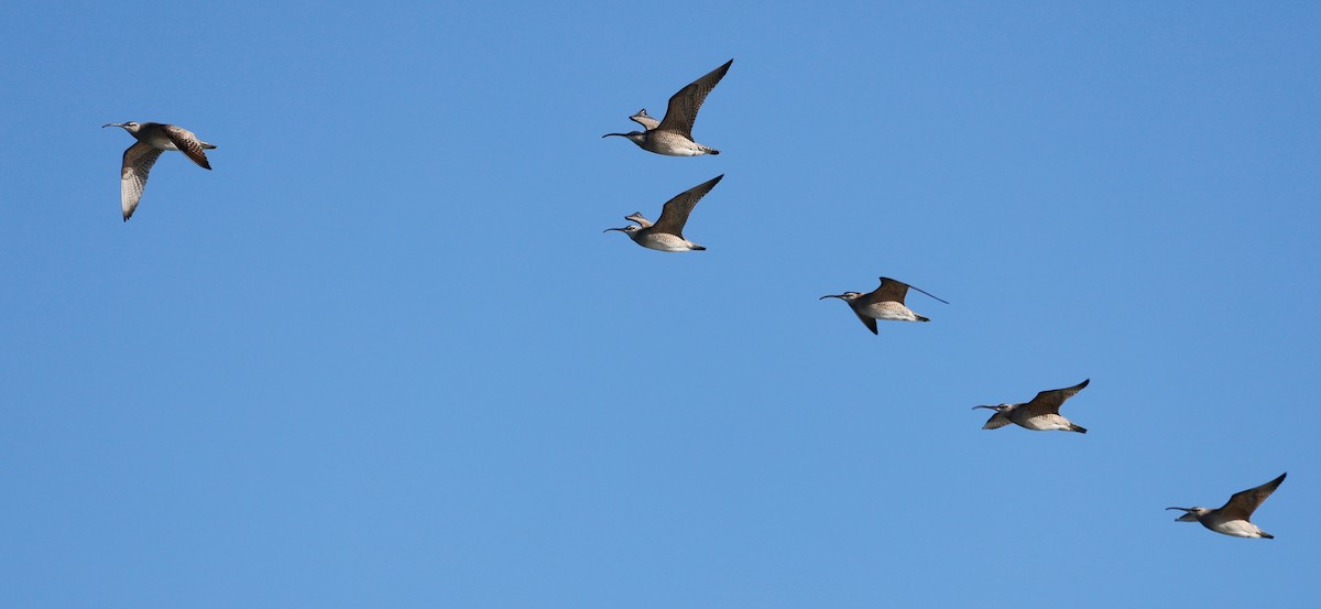 Whimbrel - Denis Tétreault