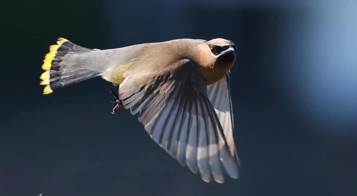 Cedar Waxwing - ML622527100