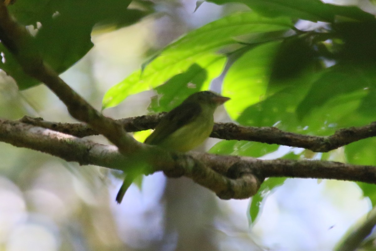 Eastern Olivaceous Flatbill - ML622527268