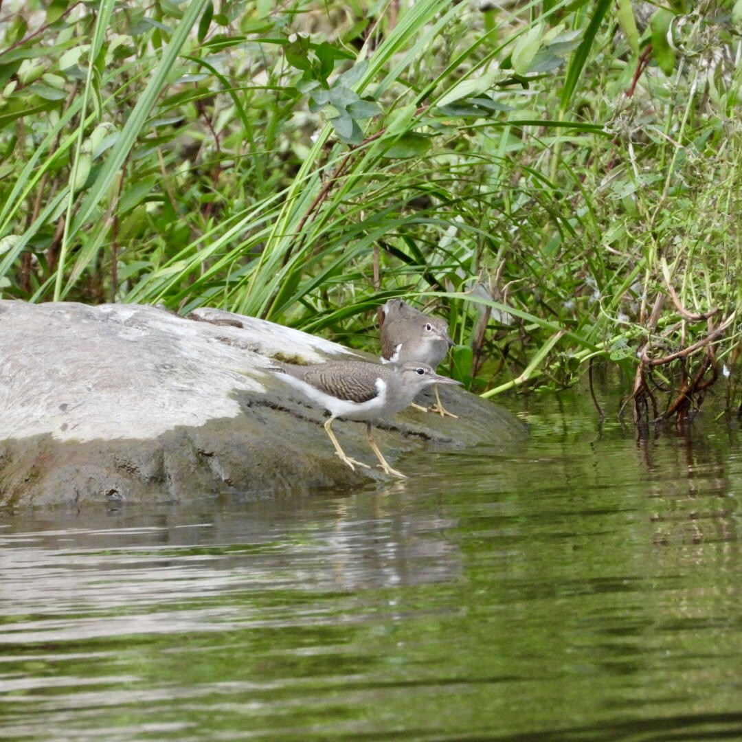 Spotted Sandpiper - ML622527288