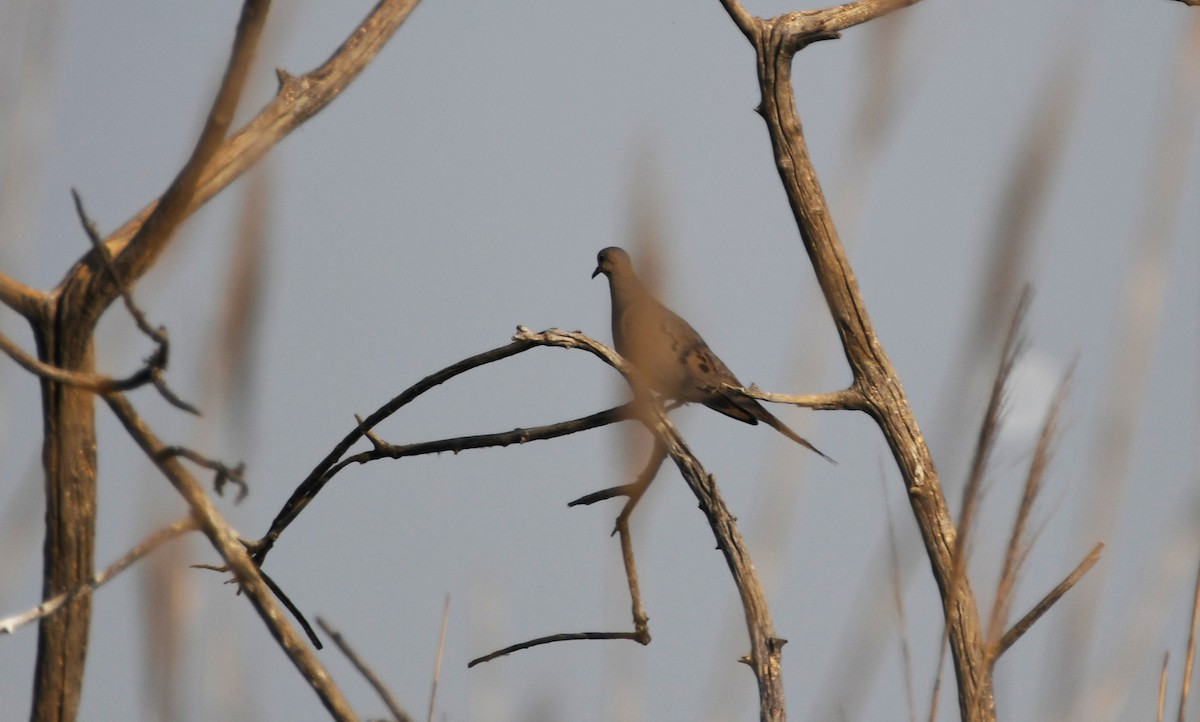 Mourning Dove - ML622527533