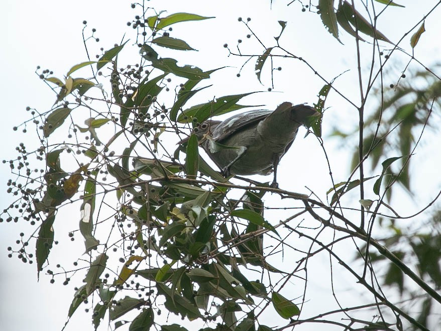 Cotinga pompadour - ML622527586