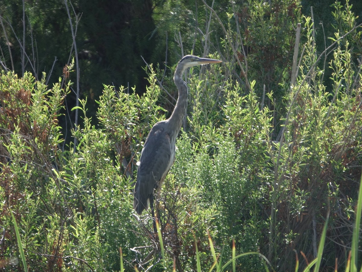 Great Blue Heron - ML622527593