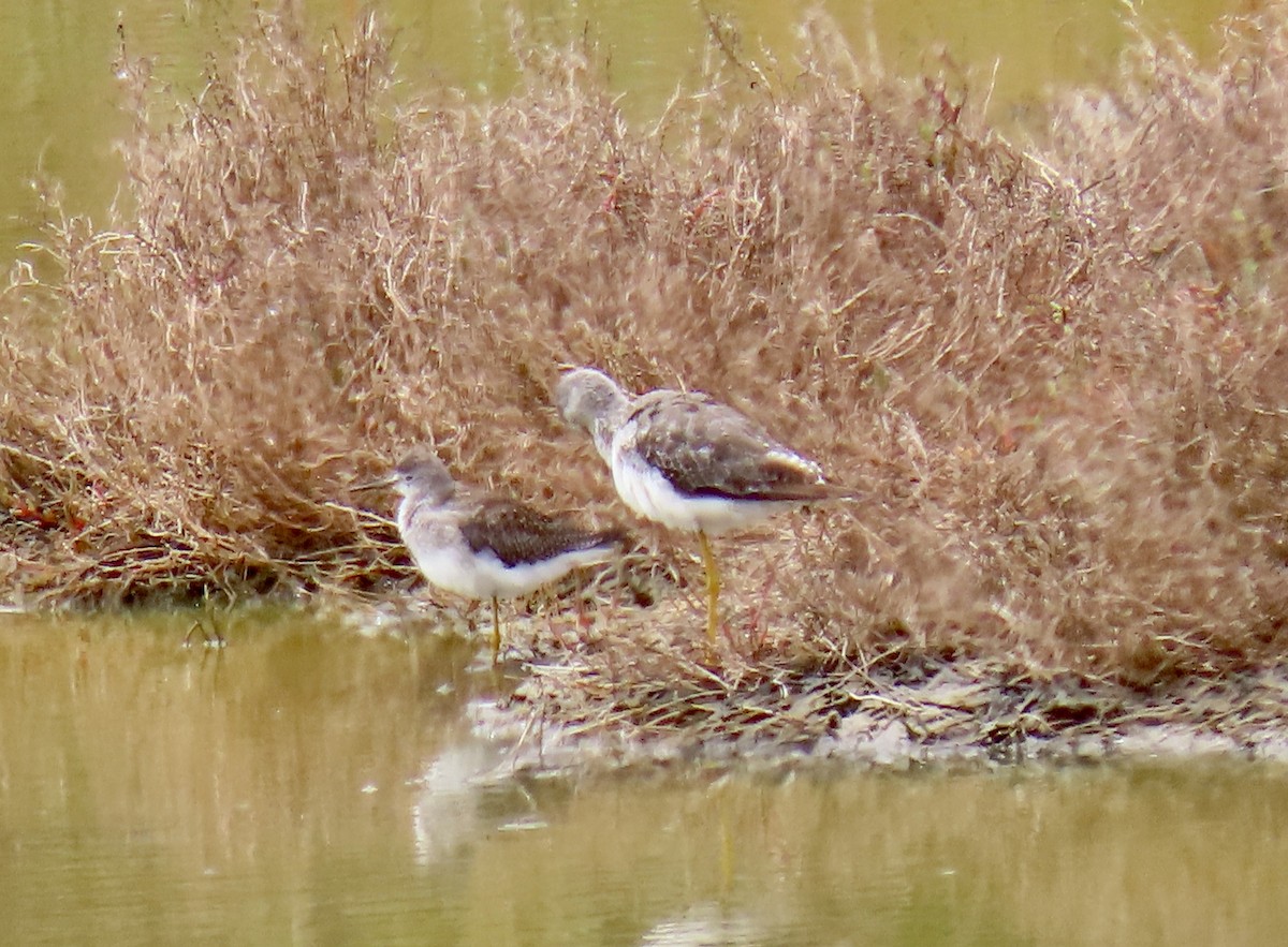 Lesser Yellowlegs - ML622527595