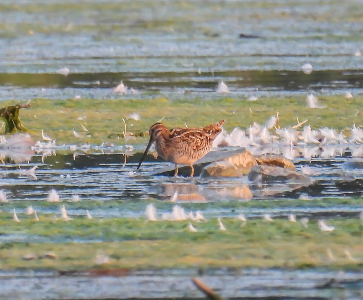 Wilson's Snipe - ML622527643