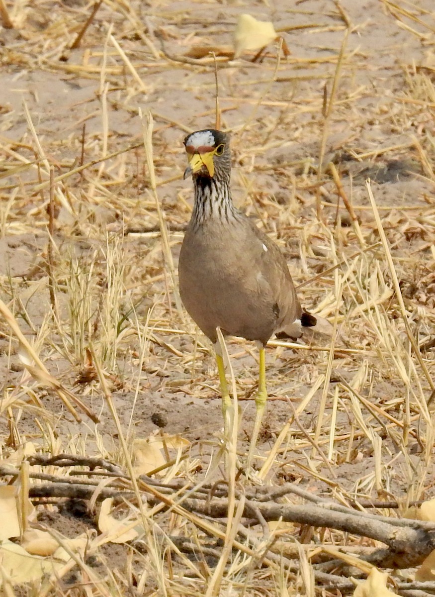 Wattled Lapwing - ML622527712