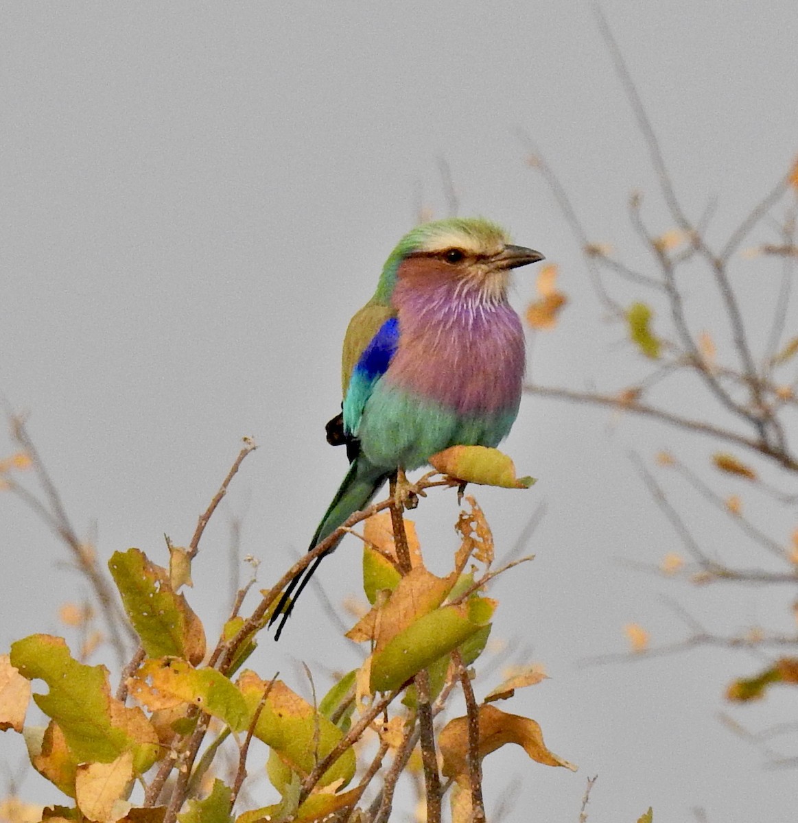 Lilac-breasted Roller - ML622527728