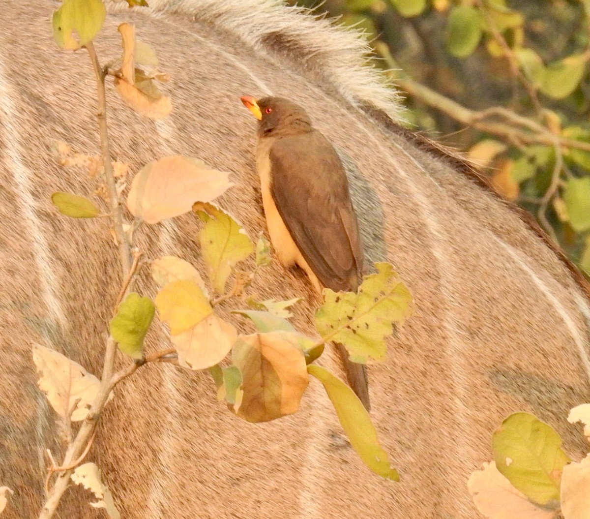 Yellow-billed Oxpecker - Barb eastman