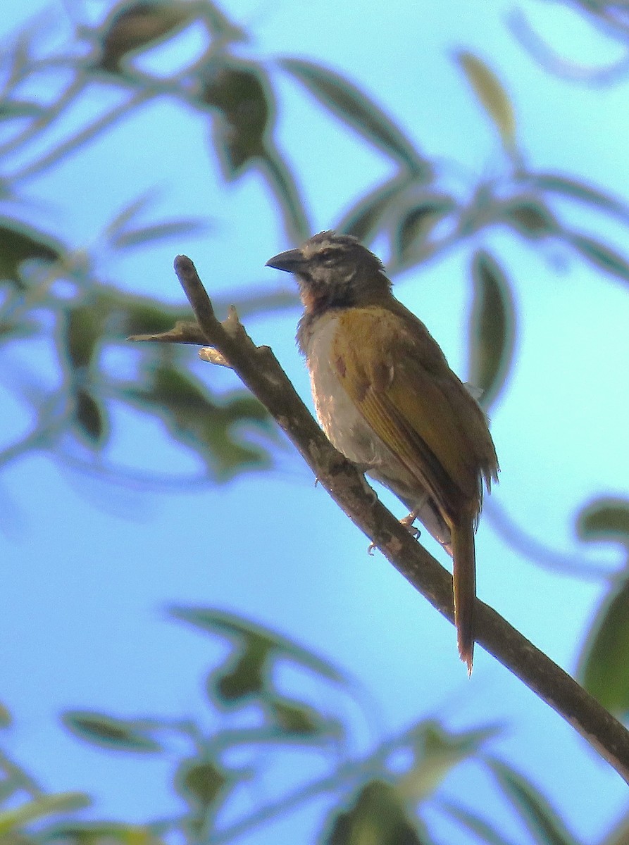 Buff-throated Saltator - ML622527981