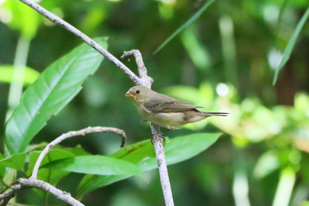 Lined Seedeater - Kevin Lester