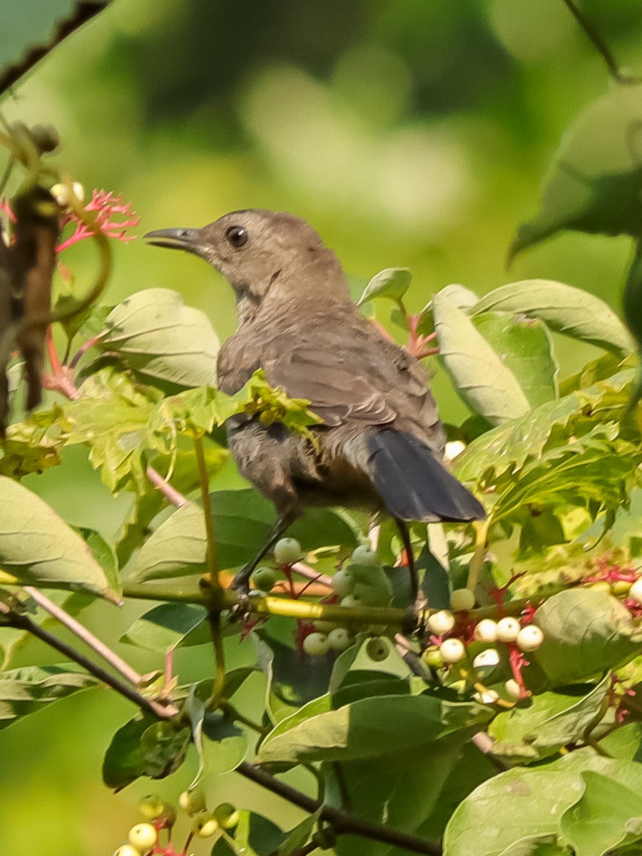 Gray Catbird - David Pluckebaum