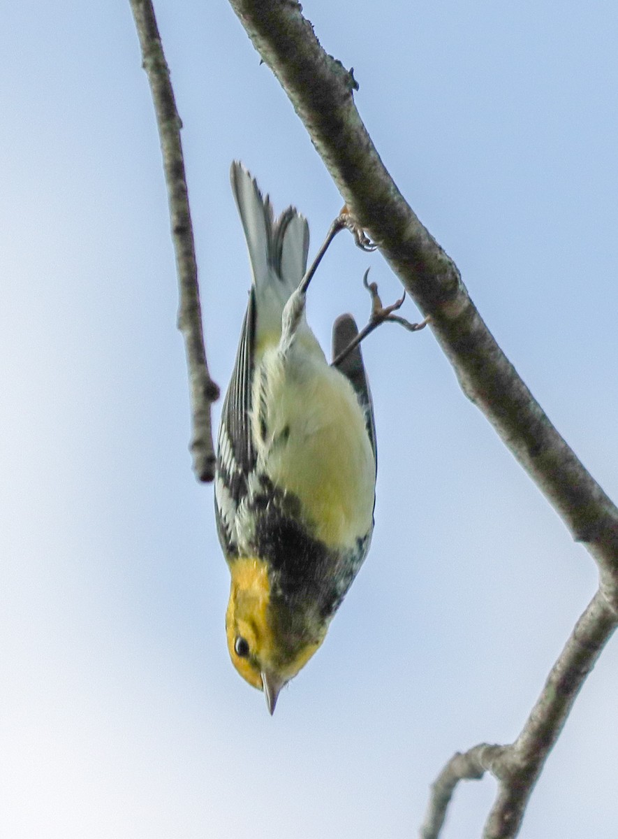 Black-throated Green Warbler - ML622528068