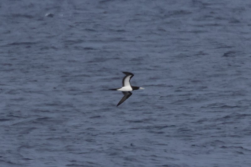 Brown Booby - ML622528098