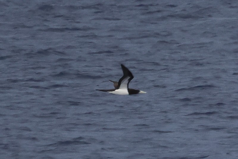 Brown Booby - ML622528100