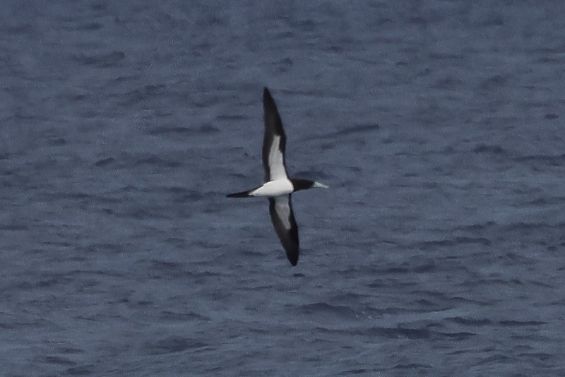 Brown Booby - ML622528101