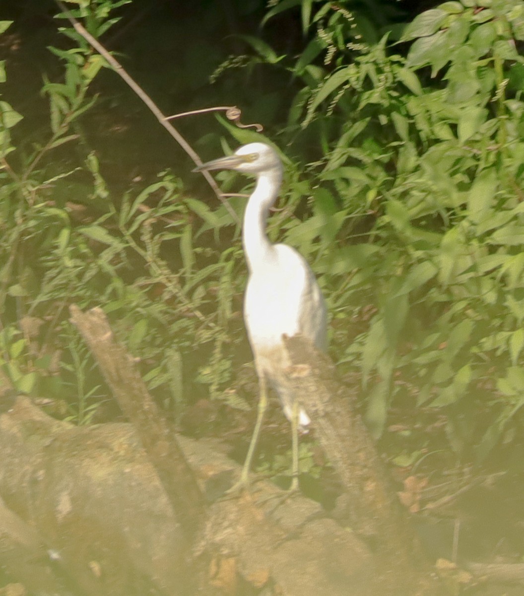 Little Blue Heron - ML622528103