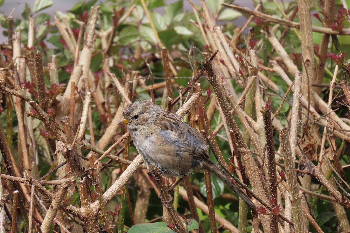 White-crowned Sparrow (nuttalli) - ML622528105