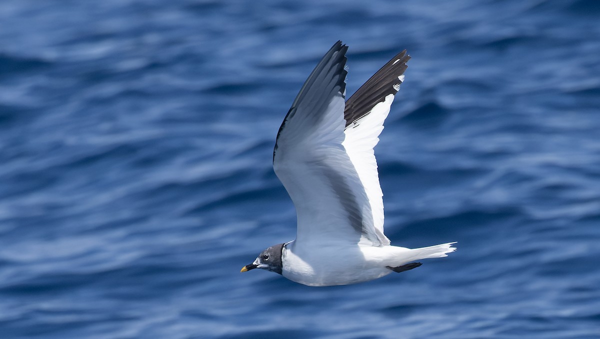 Sabine's Gull - ML622528173