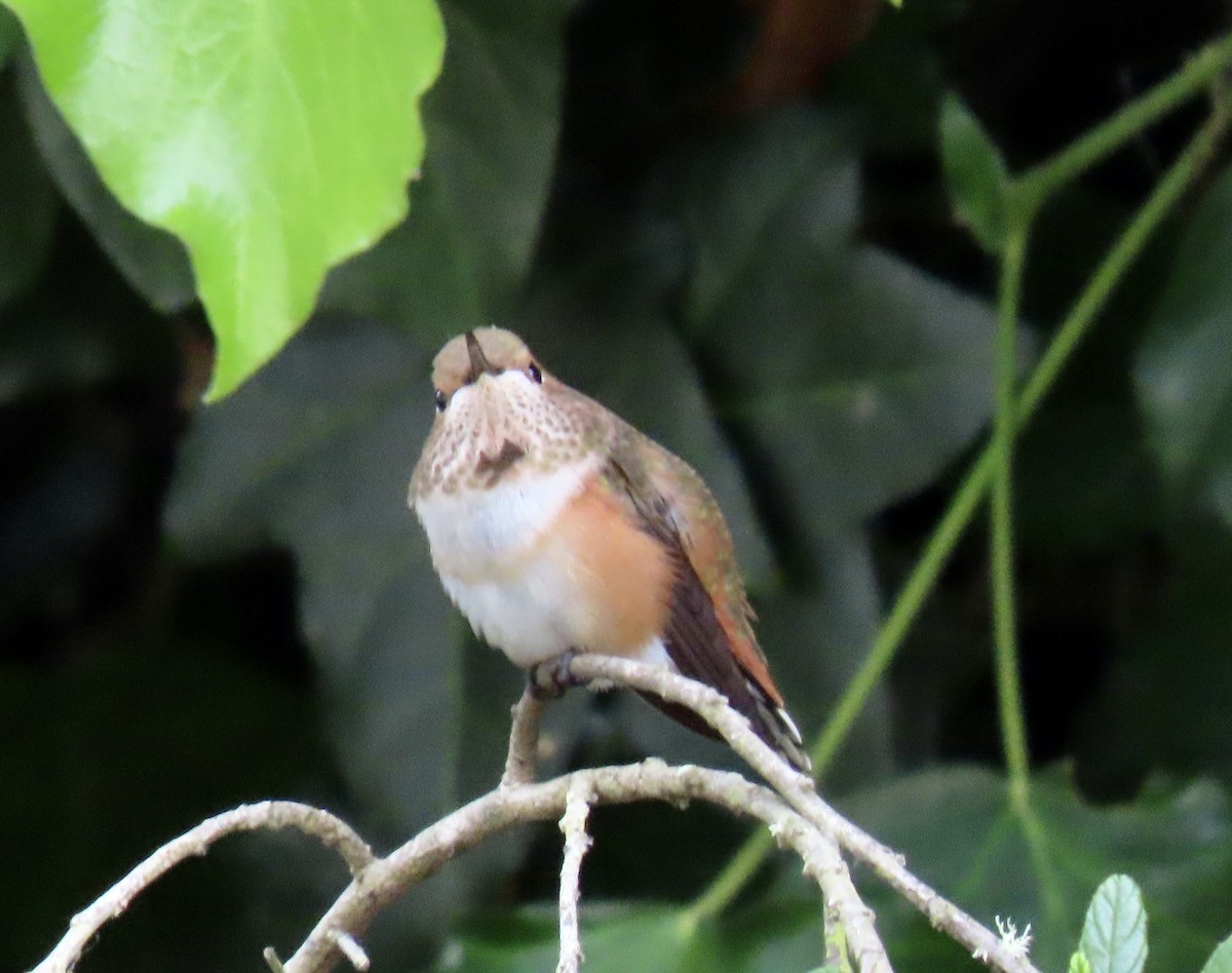 Rufous/Allen's Hummingbird - ML622528187