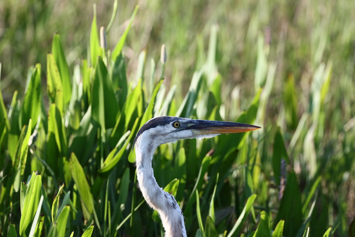 Great Blue Heron - ML622528189