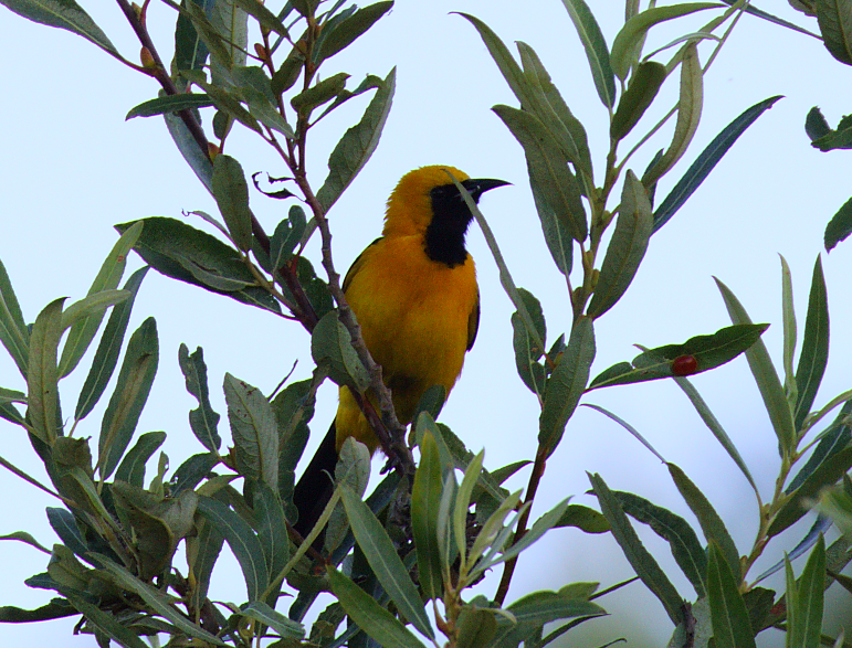 Hooded Oriole - ML62252821