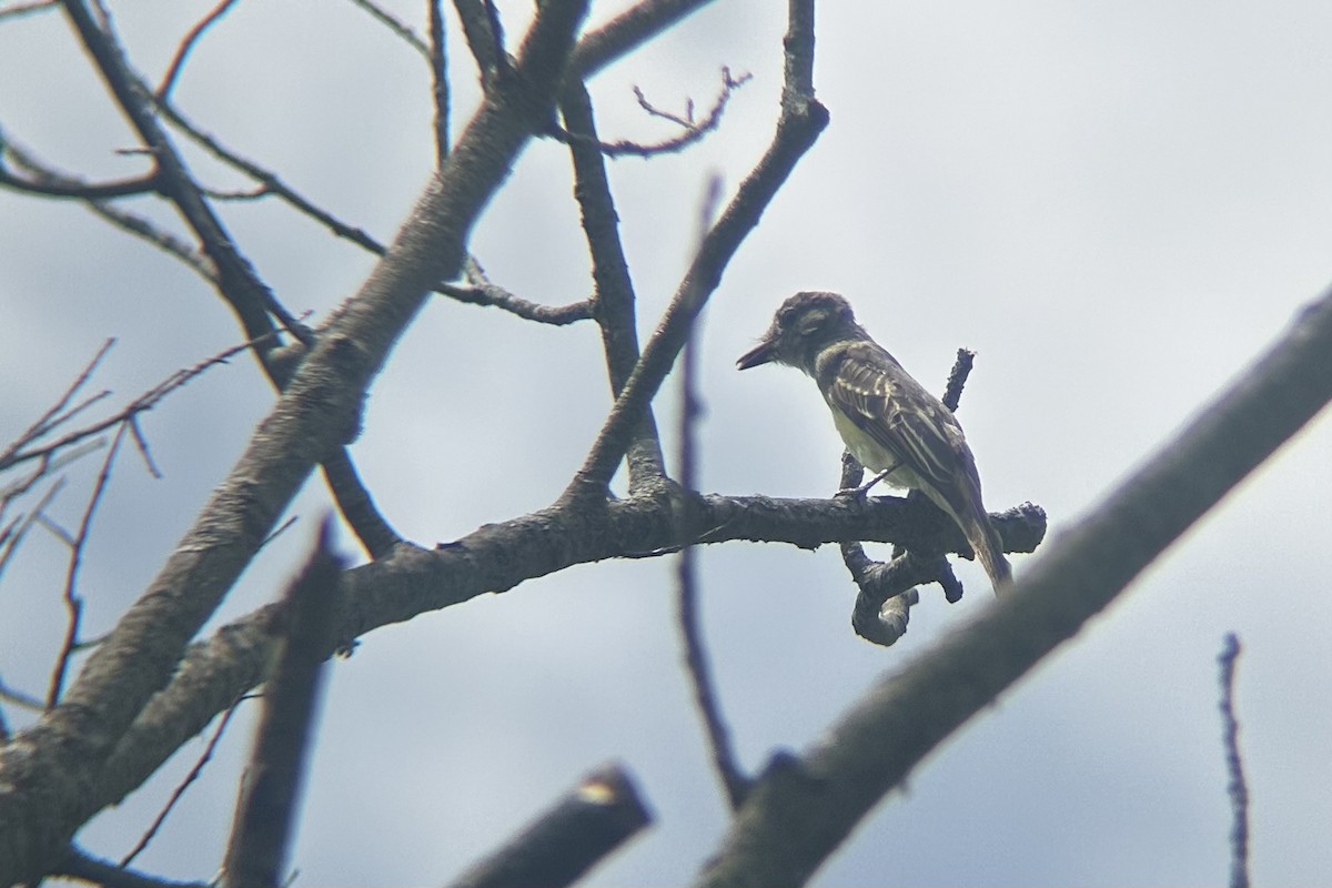 Great Crested Flycatcher - ML622528235
