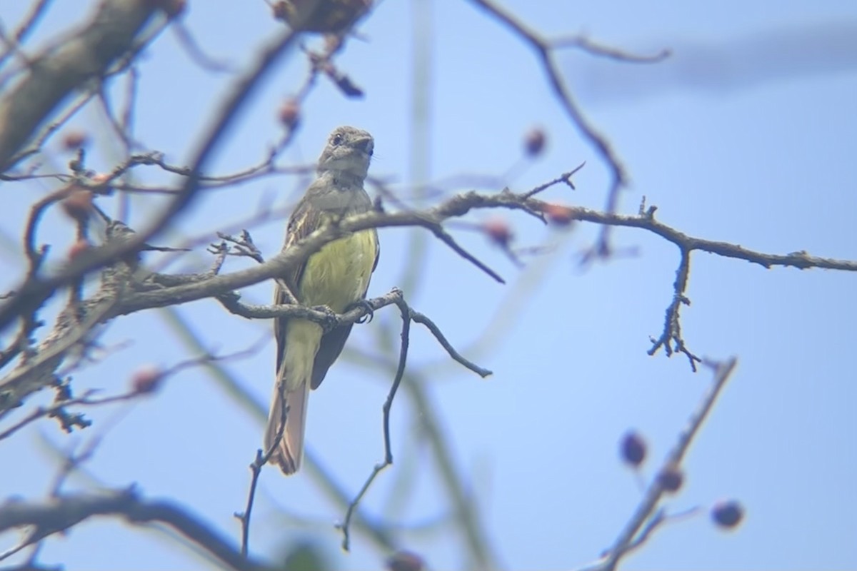 Great Crested Flycatcher - ML622528236