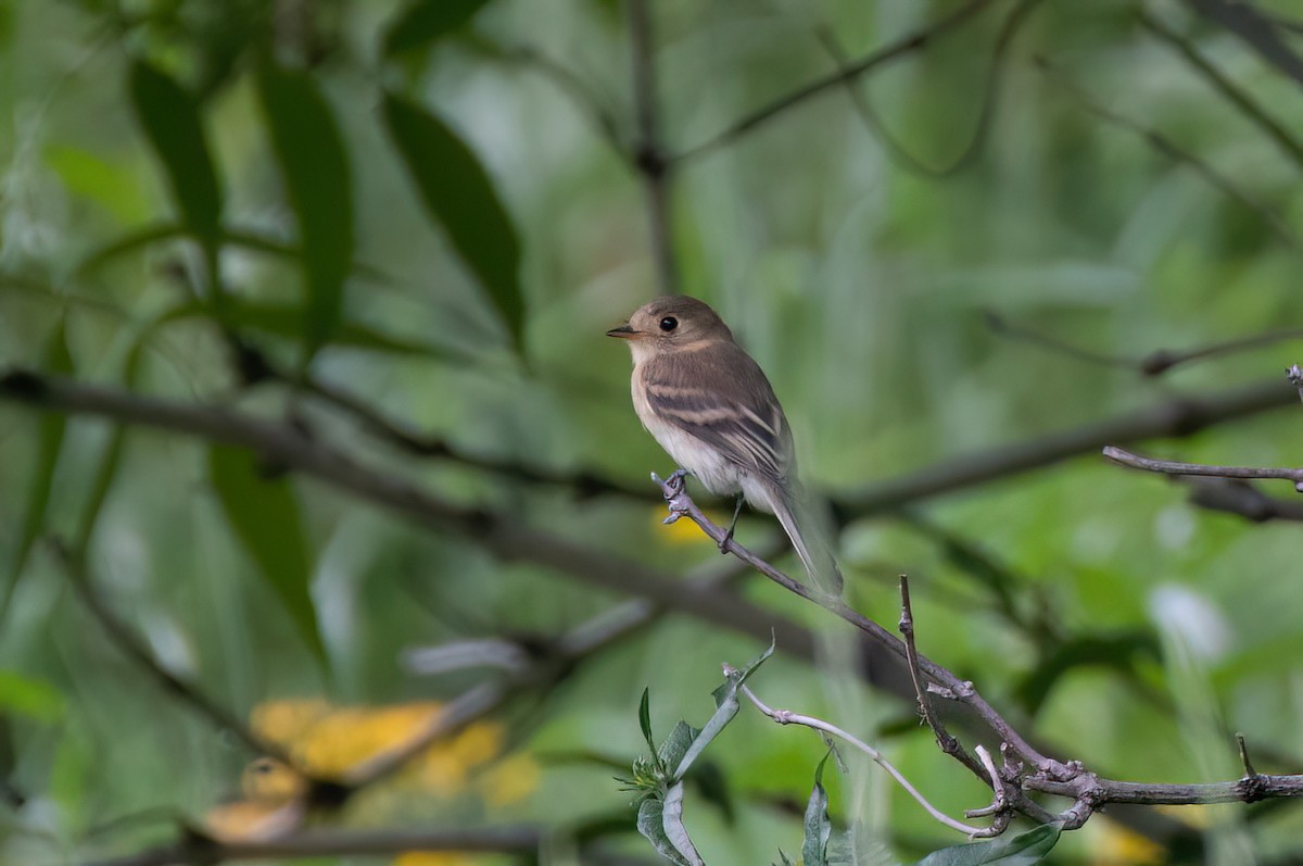 Buff-breasted Flycatcher - Mike Good