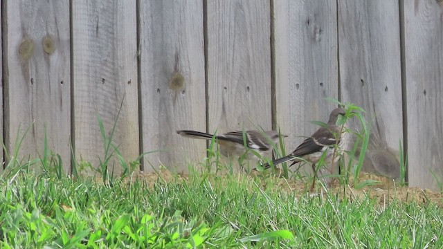 Northern Mockingbird - ML622528301