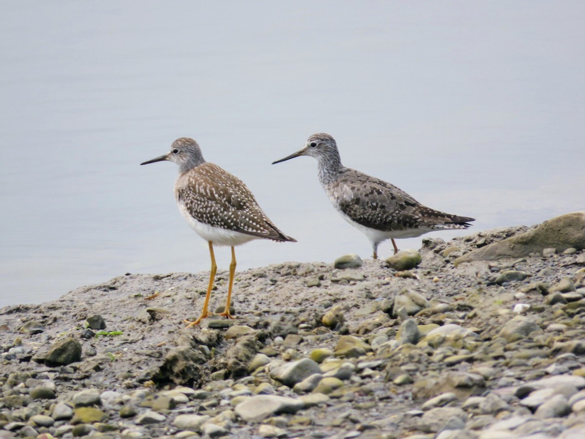 Lesser Yellowlegs - ML622528342